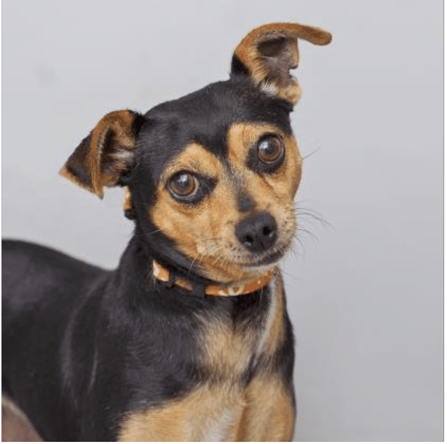small light brown and black Manchester Terrier mixed, about 12 years old available for adoption at Best Friends LA in west Los Angeles
